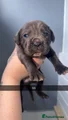 Cane Corso Puppy 6