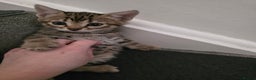 Bengal cats for sale: Beautiful bengal cross kittens - Advert 14