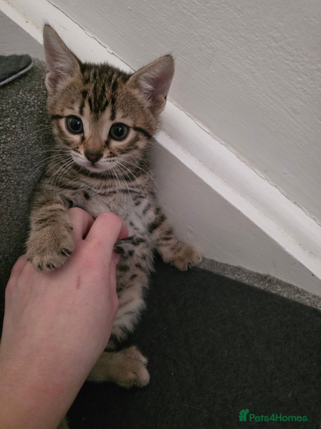 Bengal cats for sale: Beautiful bengal cross kittens - Advert 14