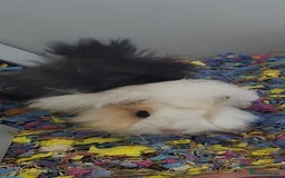 Guinea Pig rodents for sale: 3 young female guinea pigs with full set up. - Image 2