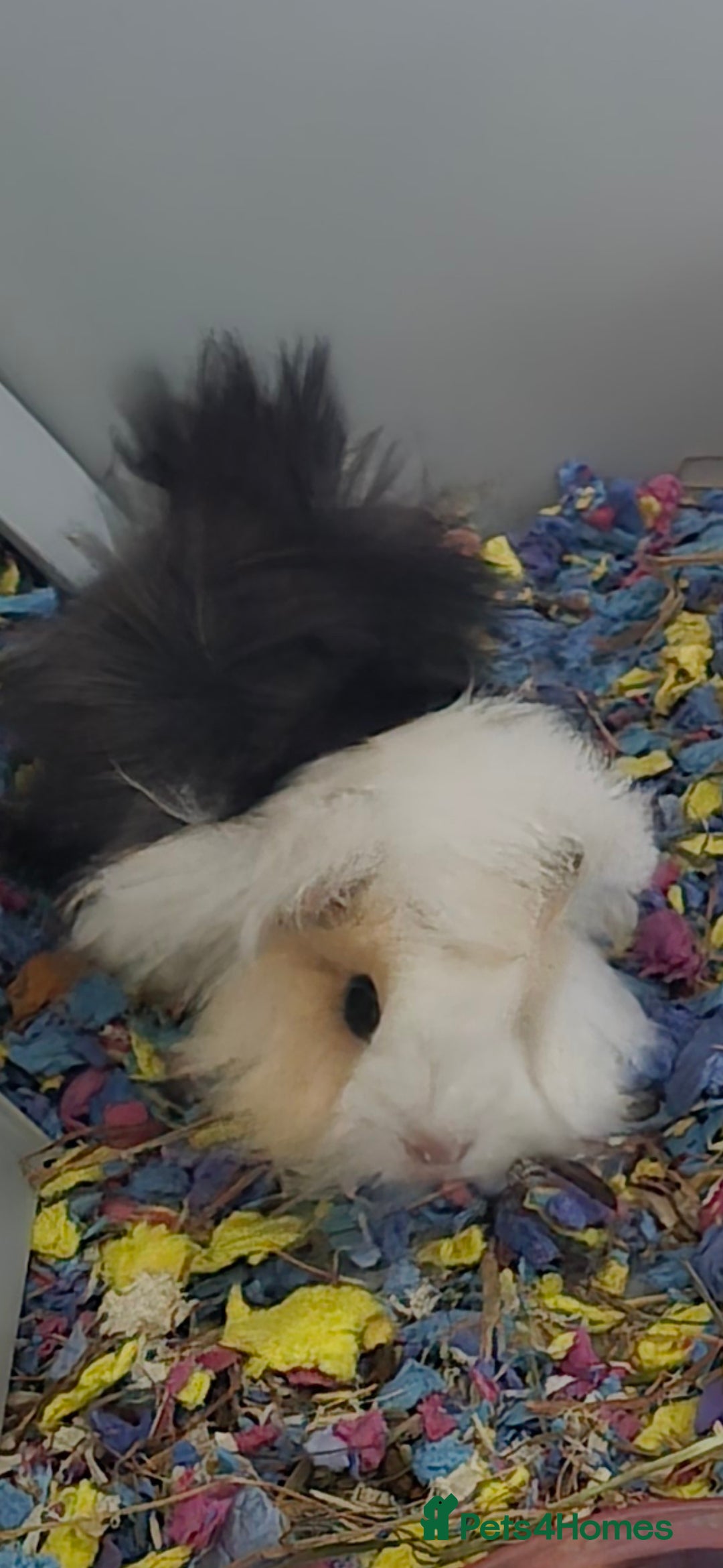 Guinea Pig rodents for sale: 3 young female guinea pigs with full set up. - Image 2