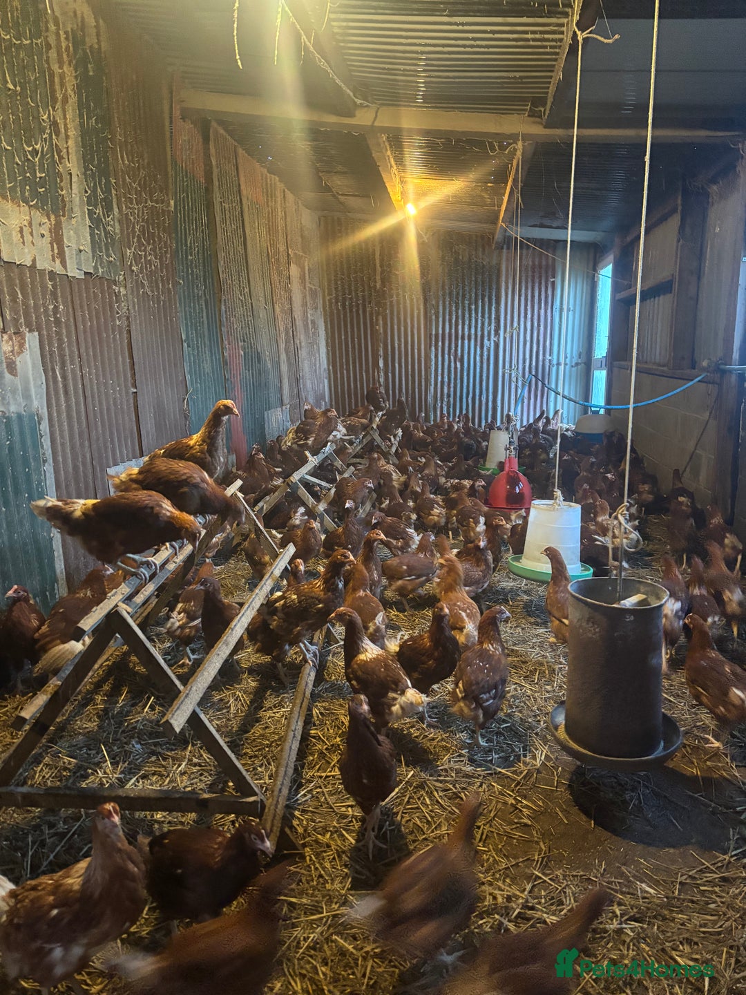 Chickens poultry for sale: 13 week old pullet chicken  - Advert 4