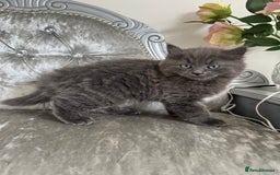 Mixed Breed cats for sale: Ragdoll Cross kittens 1 boy 1 girl available 😻 in Doncaster - Image 8