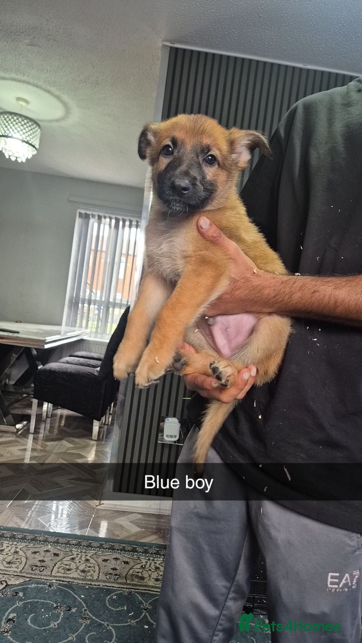 German Shepherd dogs LAST 3 GERMAN SHEPHERD PUPPYS - Advert 1