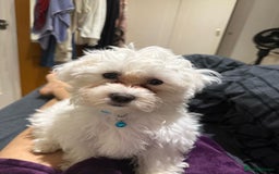 Maltese dogs for sale: LOYAL & LOVING BOW LOOKING FOR NEW HOME  - Image 6