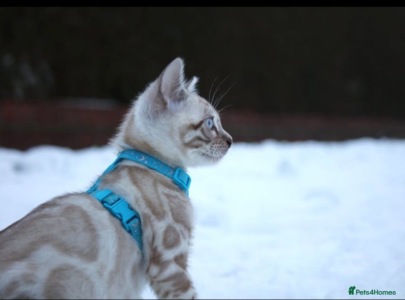 Bengal cats Magnificent Bloodline Bengals  - Advert 10