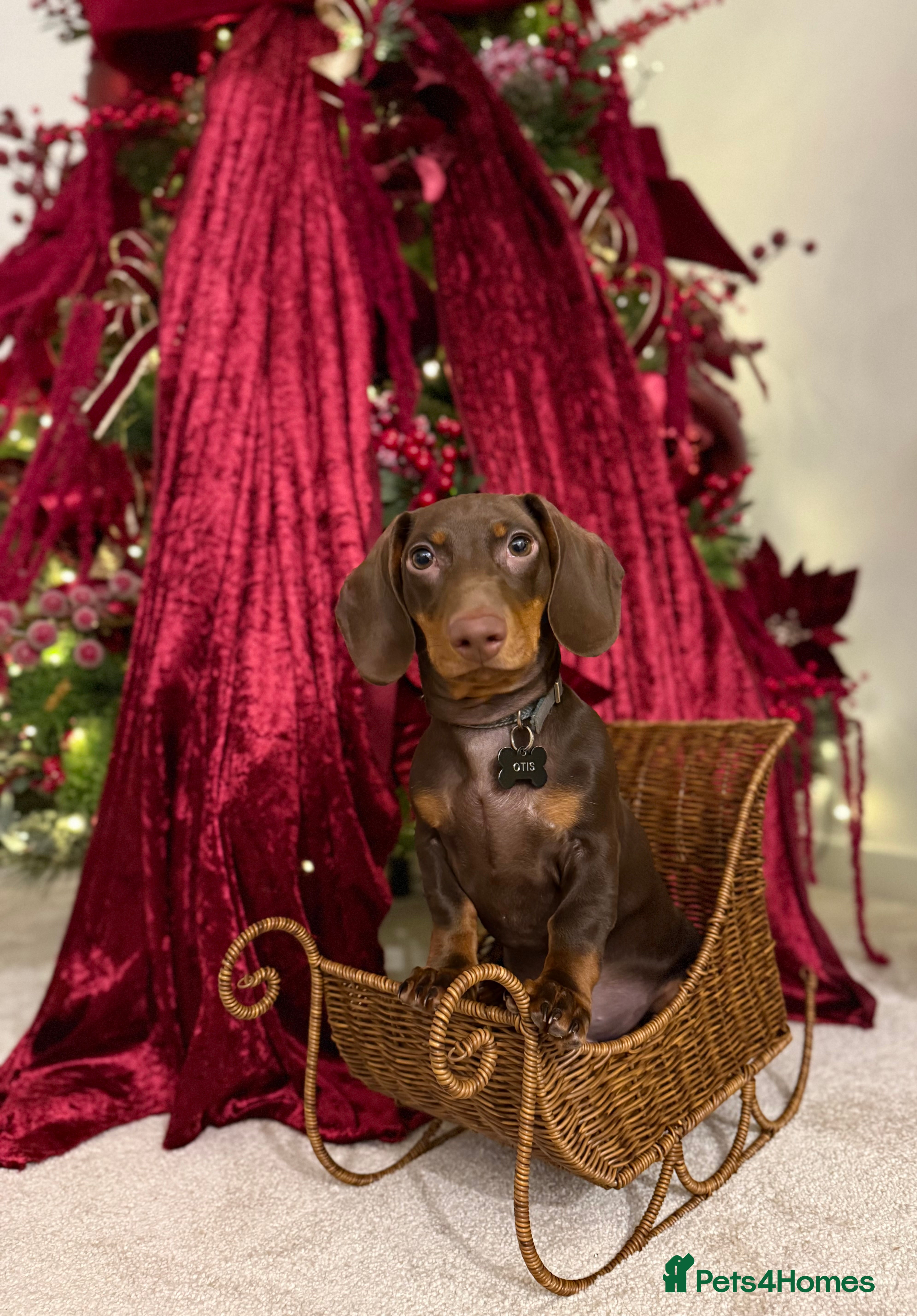 Dachshund dogs Chocolate & Tan dachshund - Advert 5