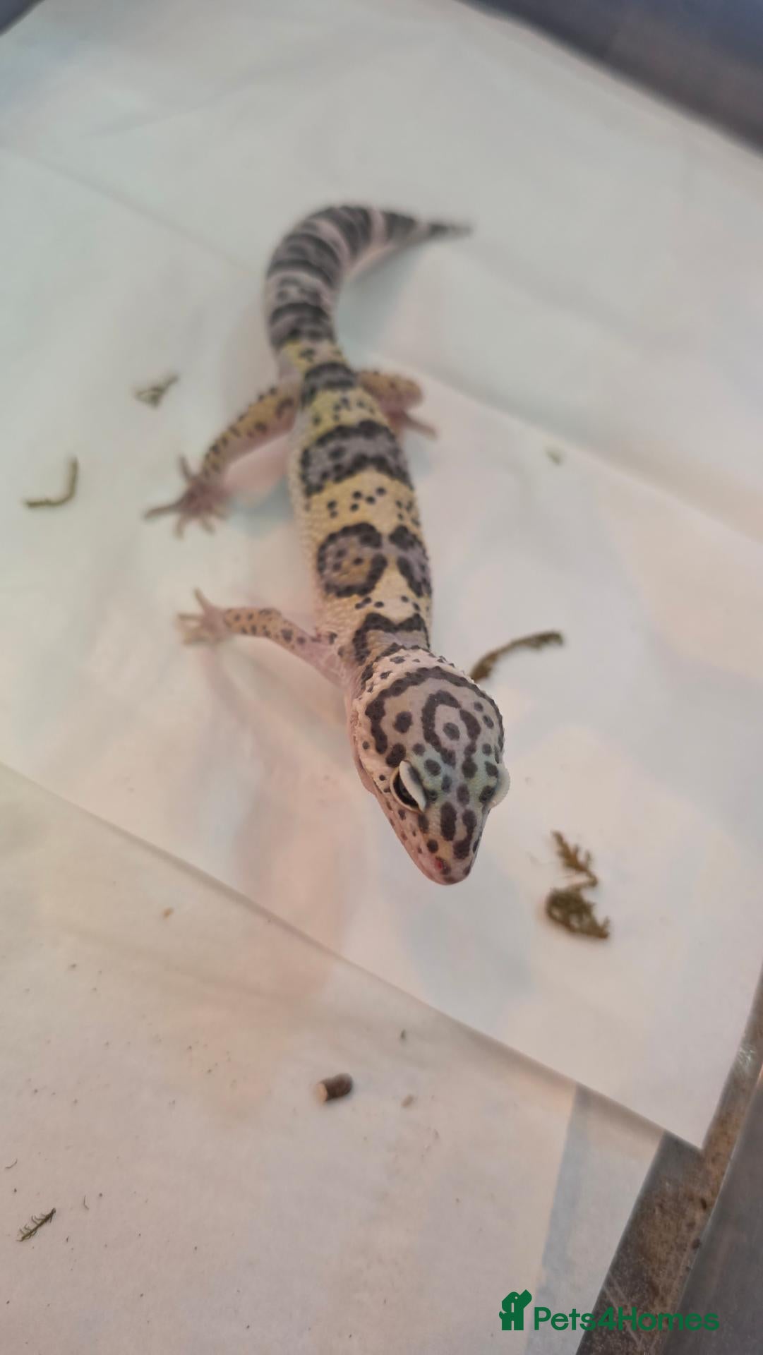 Gecko reptiles Leopard gecko for sale  - Advert 1