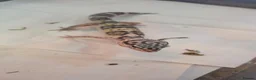Gecko reptiles for sale: Leopard gecko for sale  - Advert 1