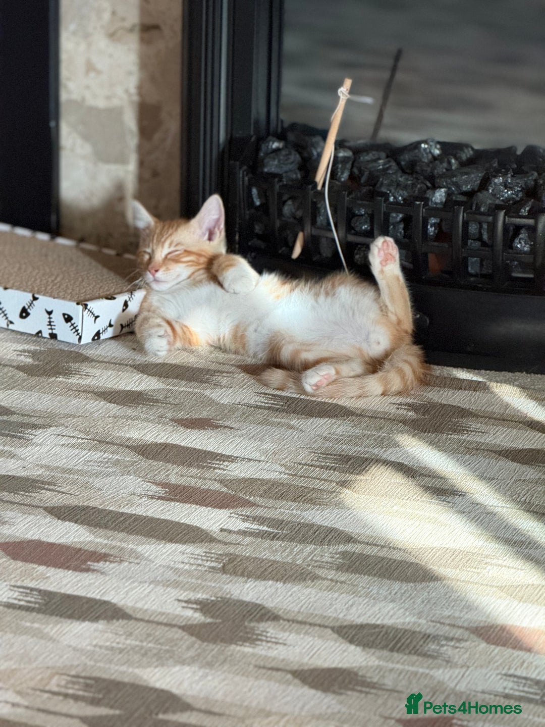 Mixed Breed cats for sale: Lord nelson - Image 6
