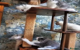 Ragdoll cats for sale: Maincoon ×Ragdoll (Ragcoon) kittens  - Image 15