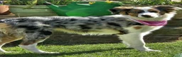 Border Collie dogs for stud: Looking for Stud - Advert 12