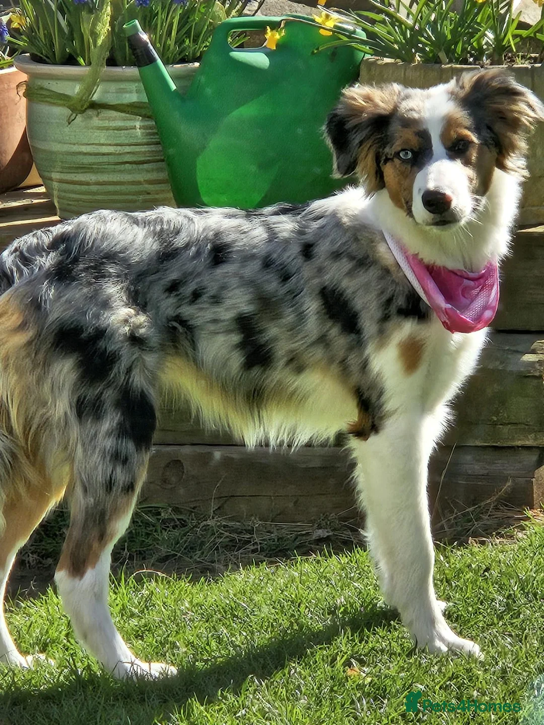 Border Collie dogs for stud: Looking for Stud - Advert 12