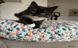 Mixed Breed cats for sale: Two Medium-Haired Kittens for sale - Image 1
