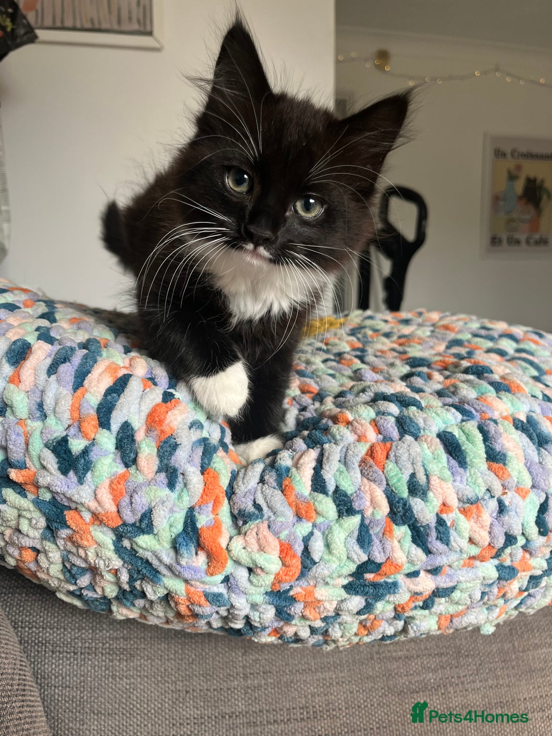 Mixed Breed cats for sale: Two Medium-Haired Kittens for sale - Image 1