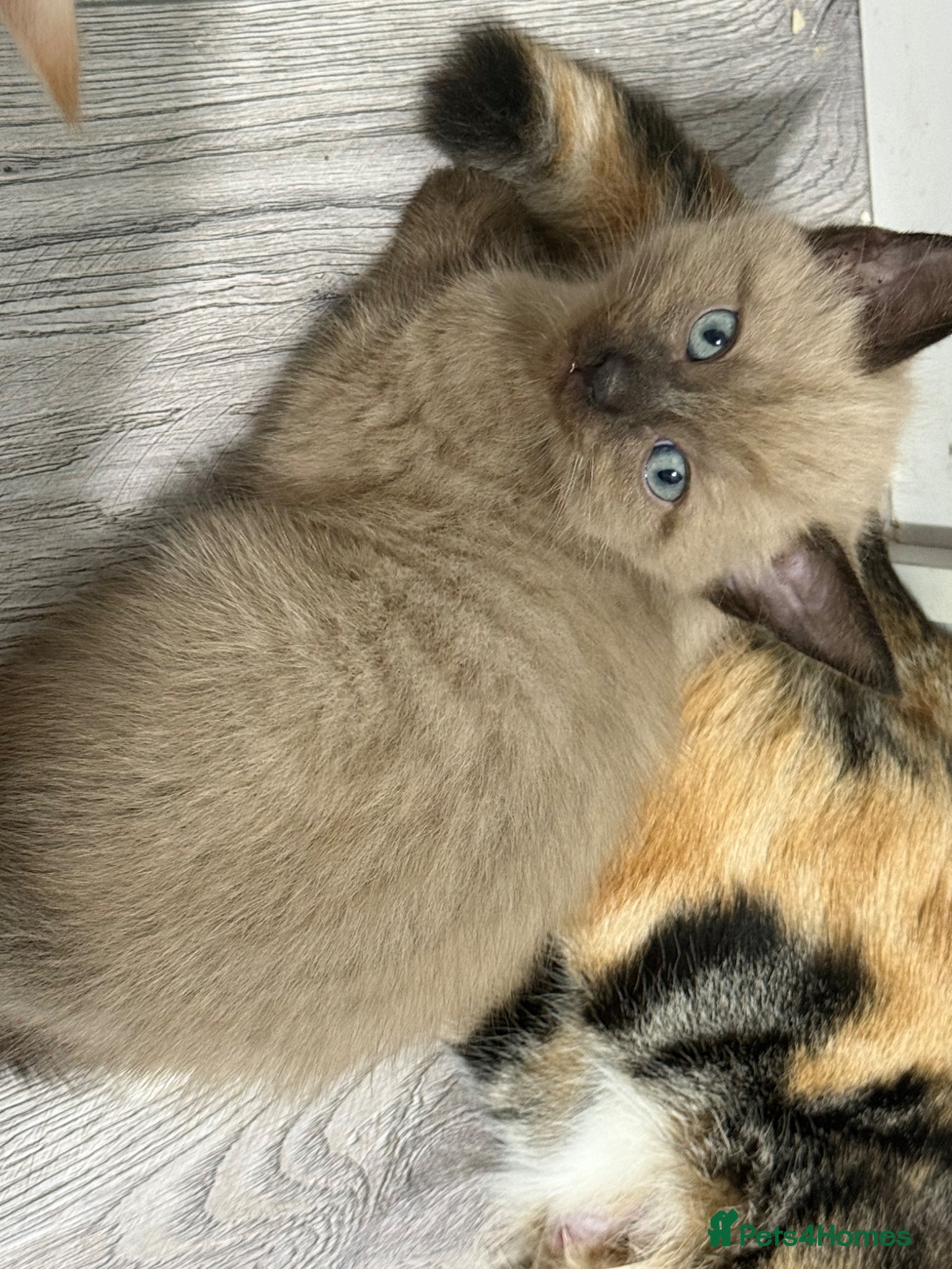 Mixed Breed cats Beautiful boy kitten - Advert 14