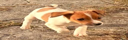 Jack Russell dogs for sale: Beautiful Jack Russell puppies - Advert 6