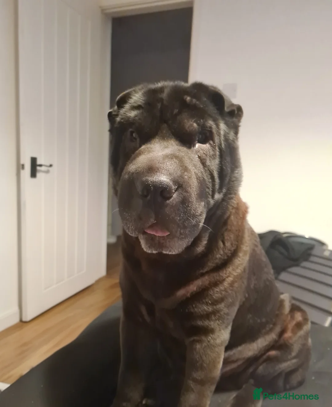 Shar Pei dogs for stud: studded previously in Liverpool - Advert 6