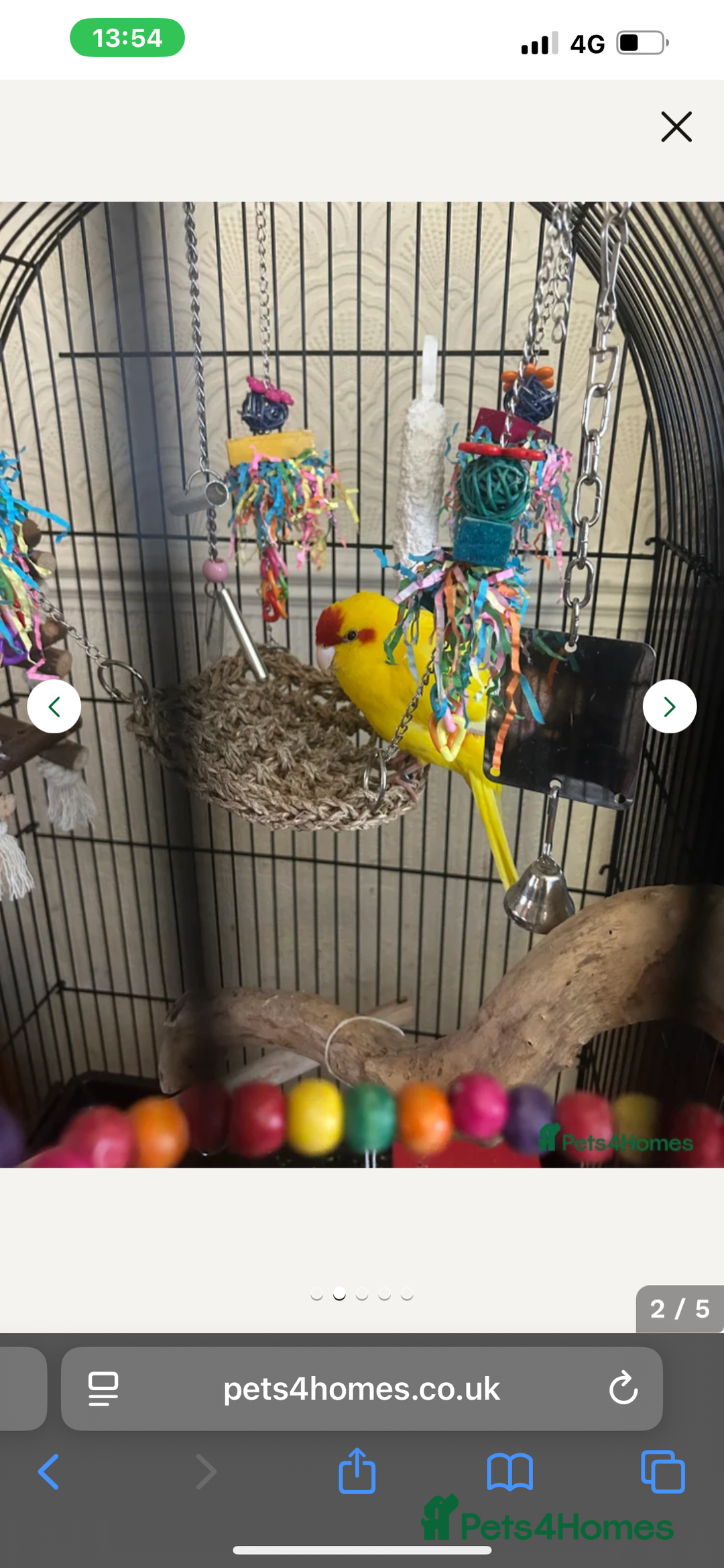 Parrots birds for sale: Parrot - Advert 5