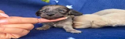 Miniature Dachshund dogs for sale: KC reg English Cream mini Dachshund puppies  - Advert 5