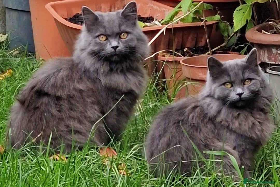 British Longhair cats for sale: Blue & Lilac Gorgeous British longhair kittens - Image 34