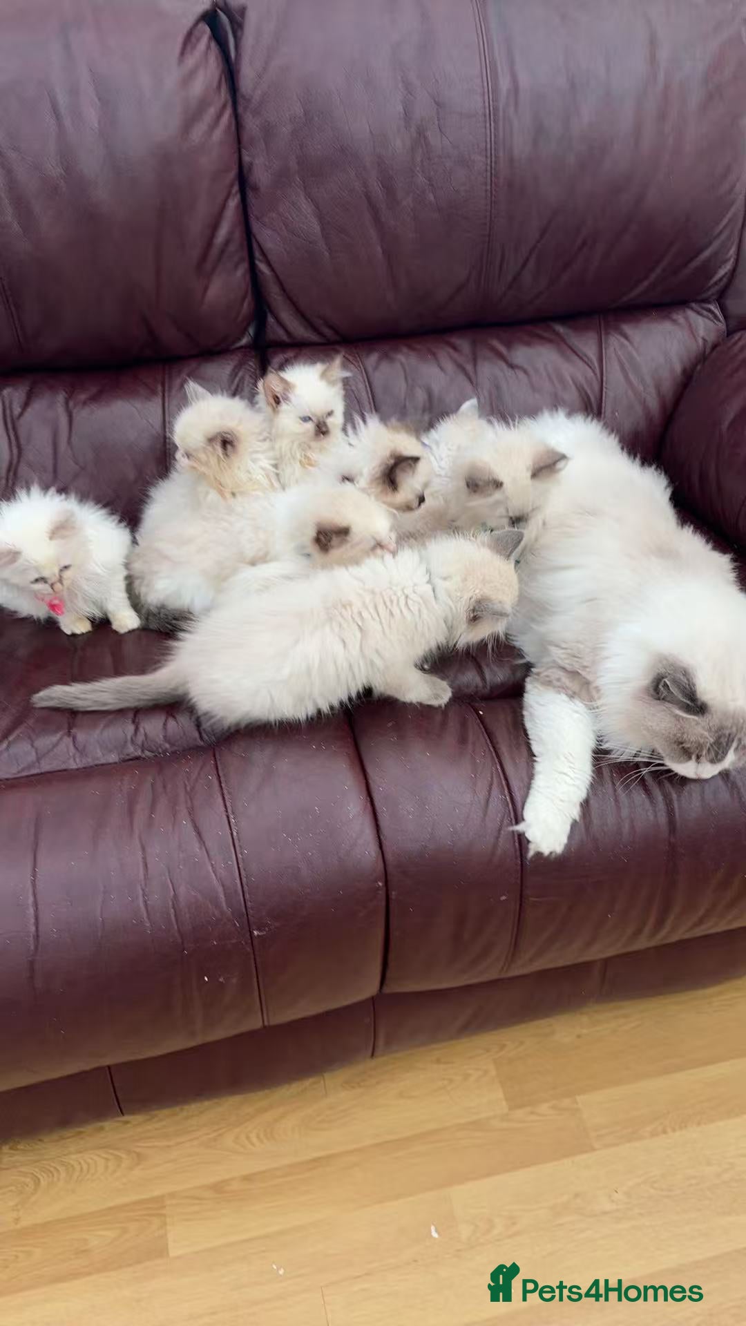 Ragdoll cats for sale: 8 Ragdoll cats for sale - Advert 1