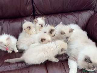 Ragdoll cats 8 Ragdoll cats for sale - Advert 17