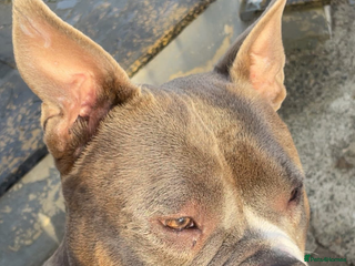 American Bully dogs ABKC registered Pocket bully/American bully - Advert 13