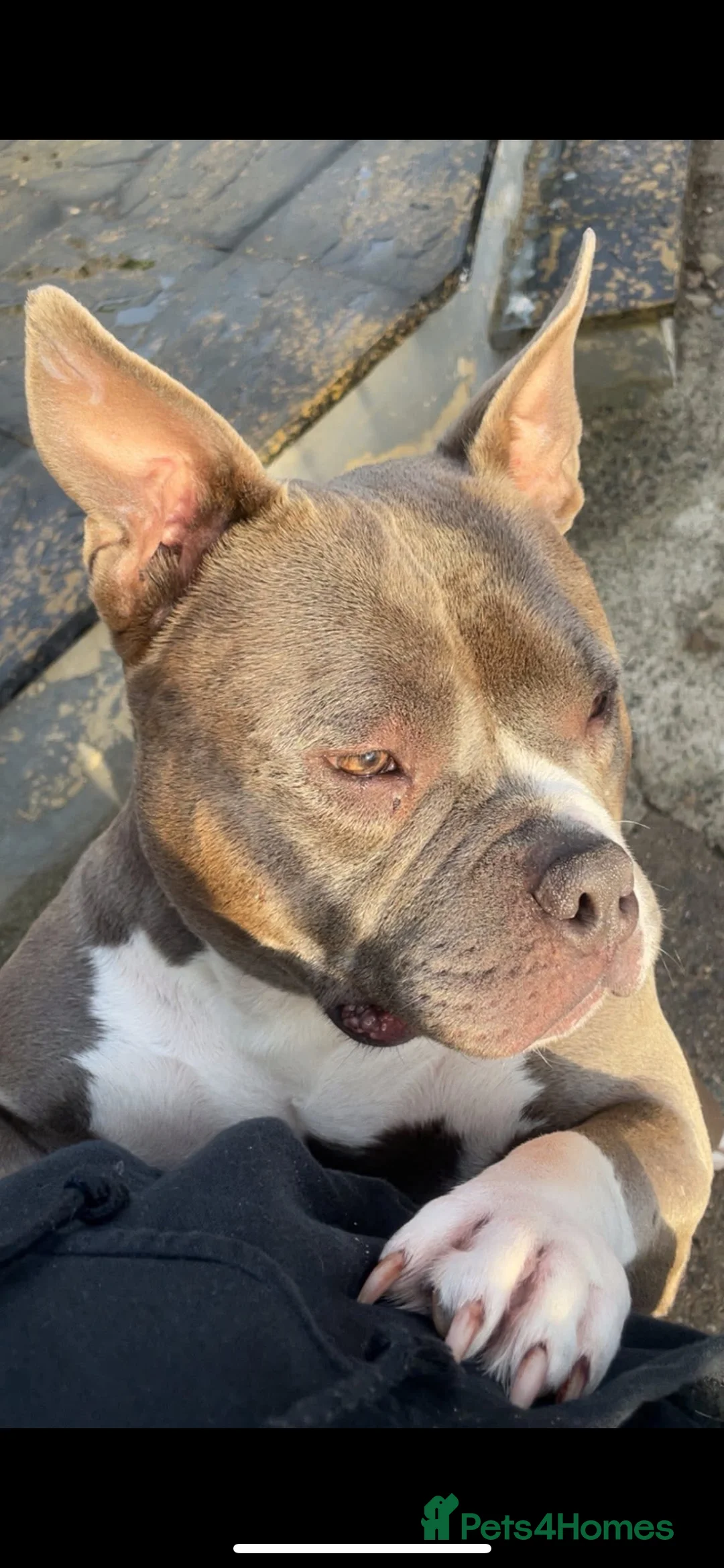 American Bully dogs for sale: ABKC registered Pocket bully/American bully   - Advert 3