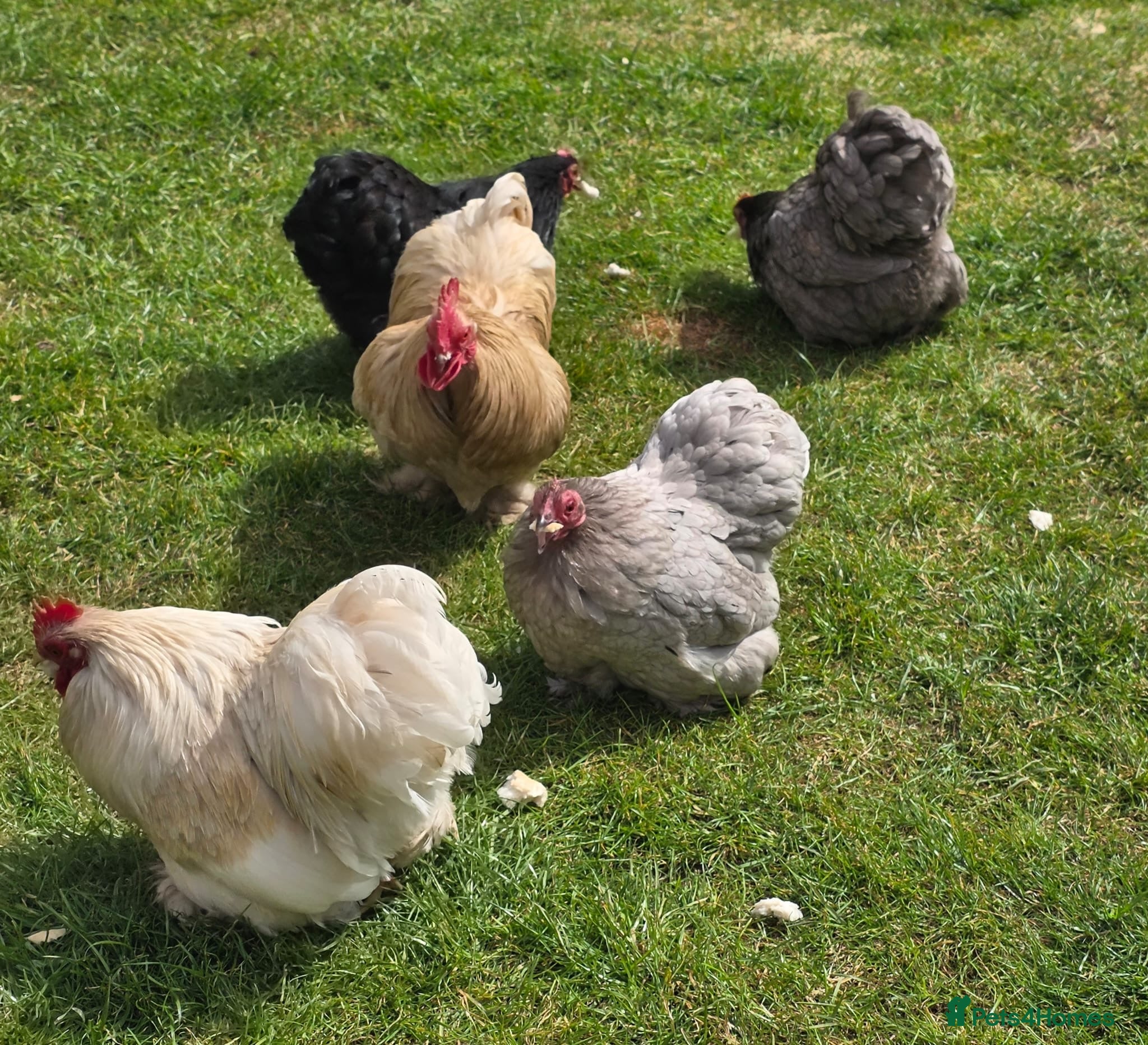 Chickens poultry Pekin bantams mixed sex flock - Advert 12