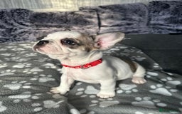 French Bulldog dogs for sale: Amazing french bulldog  - Image 5
