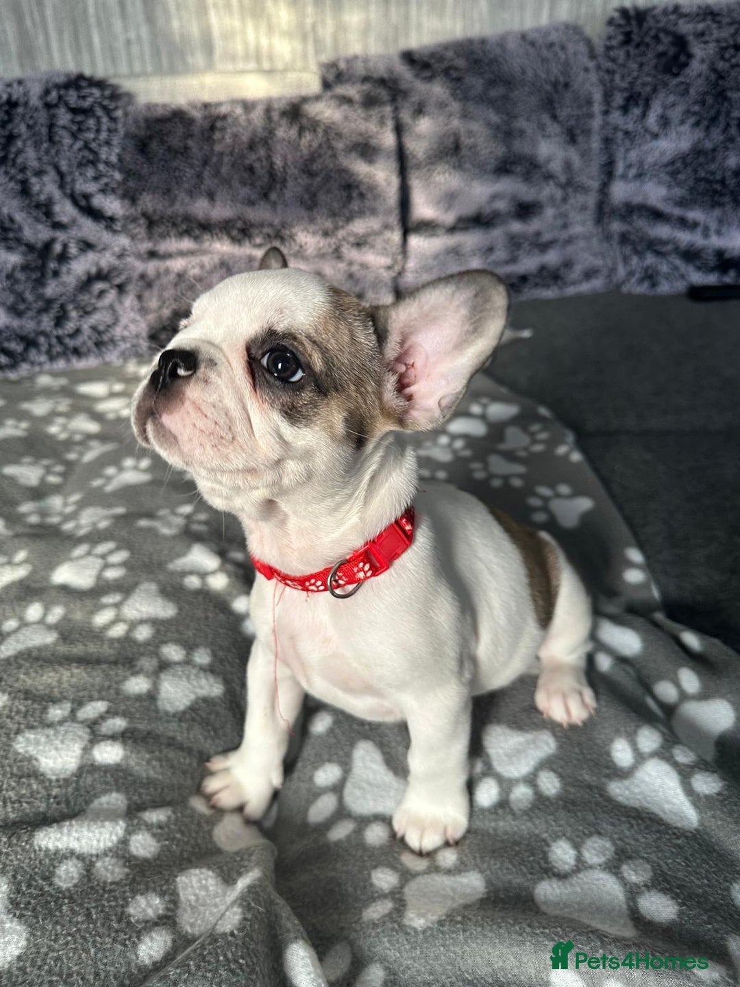 French Bulldog dogs for sale: Amazing french bulldog  - Image 5