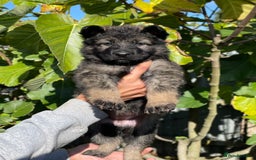 German Shepherd dogs for sale: Quality Kc Reg German shepherds - Image 5