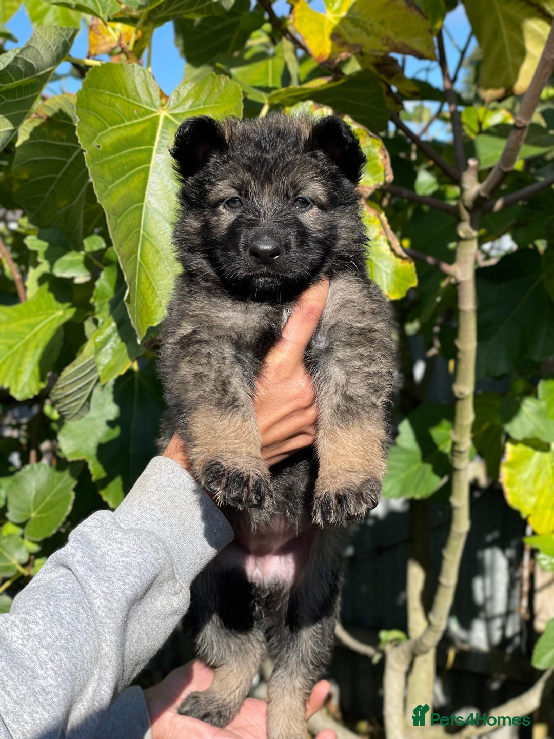 German Shepherd dogs for sale: Quality Kc Reg German shepherds - Image 5