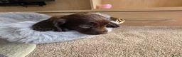 Cocker Spaniel dogs for sale: Working Type Cocker Spaniels - Advert 33