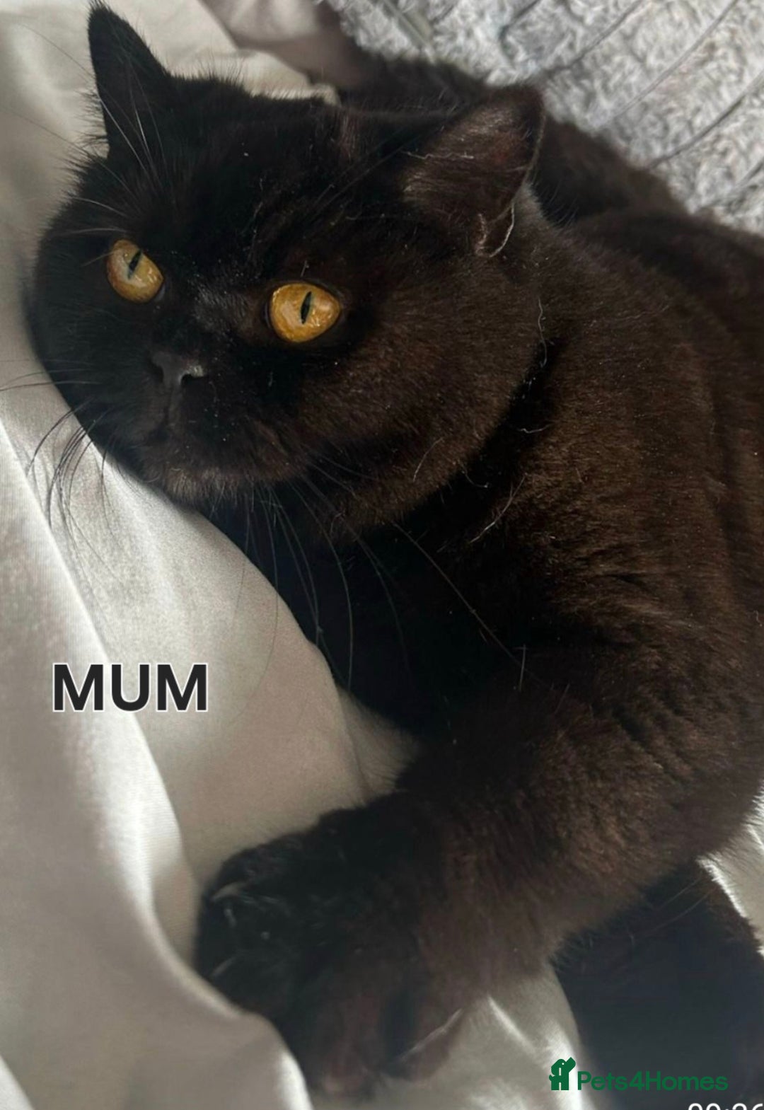 British Shorthair cats for sale: 2 Stunning full BSH kittens available - Advert 15