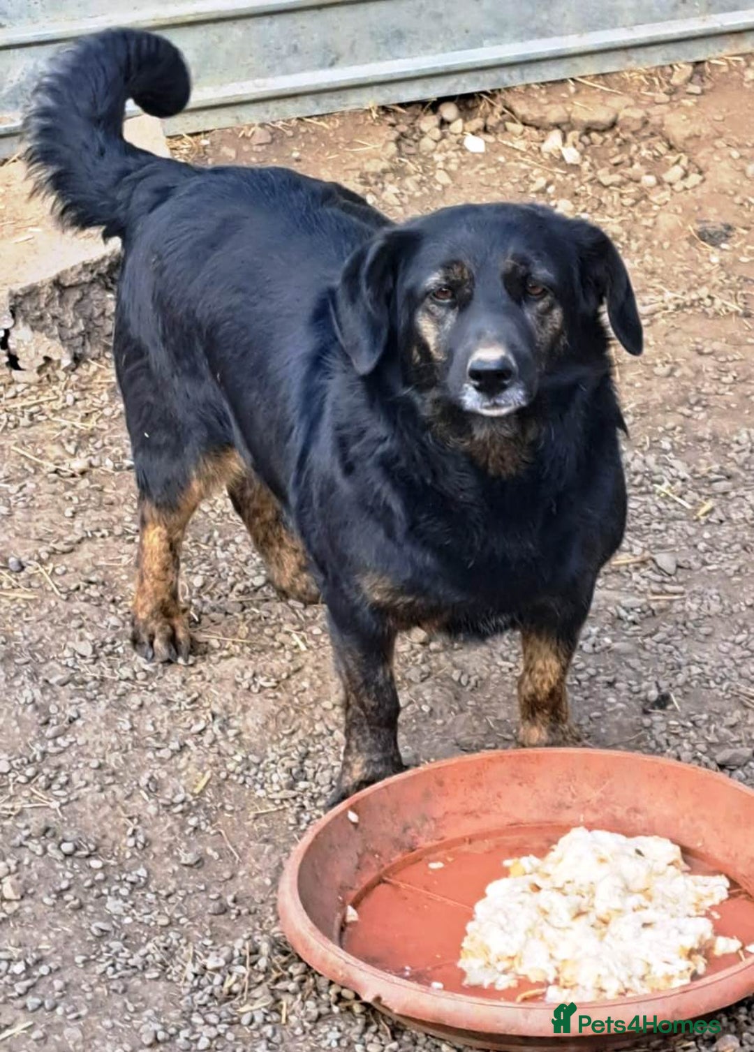 Mixed Breed dogs for adoption: Beautiful and Gentle LOLITA - for a Loving Home - Image 1
