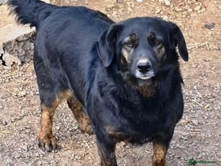 Mixed Breed dogs - Advert 33