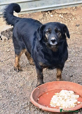 Beautiful and Gentle LOLITA - for a Loving Home