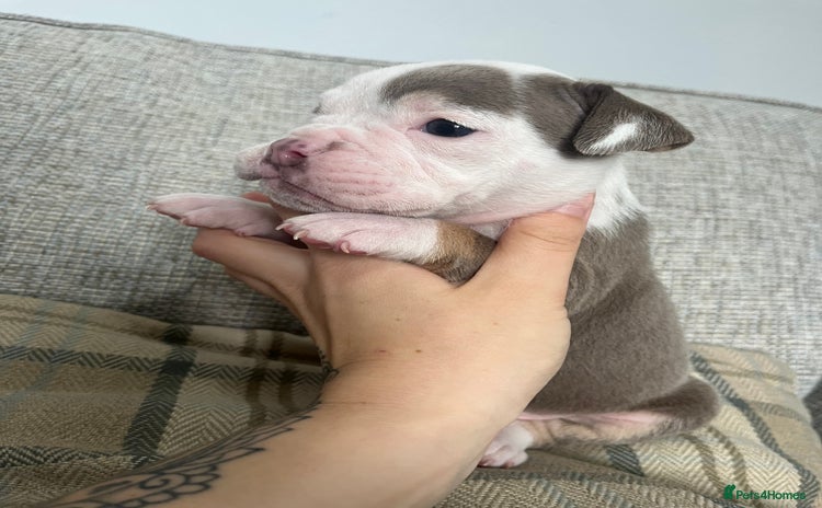 Olde English Bulldogge dogs - Advert 2