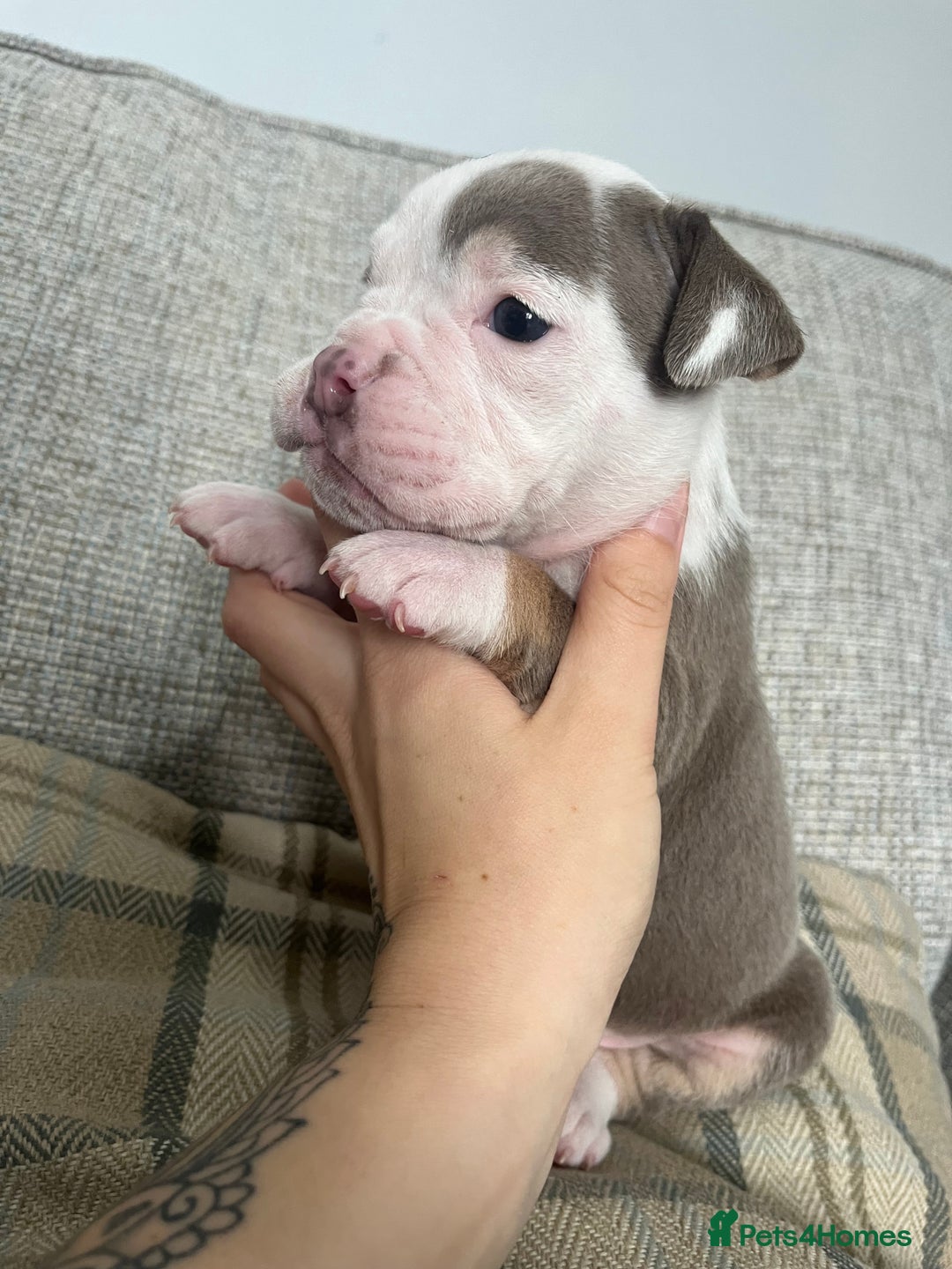 Olde English Bulldogge dogs for sale: Old English bulldog 1 female left!! - Image 2