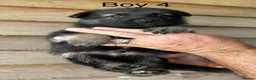 German Shepherd dogs for sale: STUNNING LITTER OF GERMAN SHEPHERD PUPPIES - Advert 17