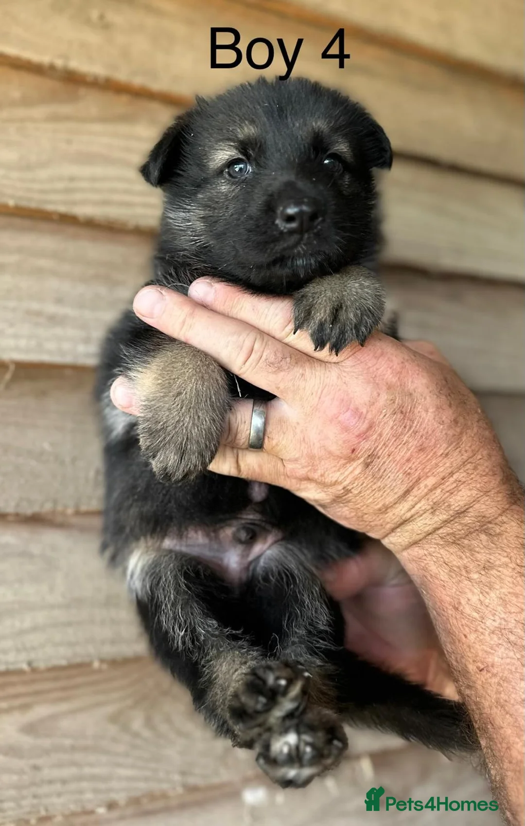German Shepherd dogs for sale: STUNNING LITTER OF GERMAN SHEPHERD PUPPIES - Advert 17