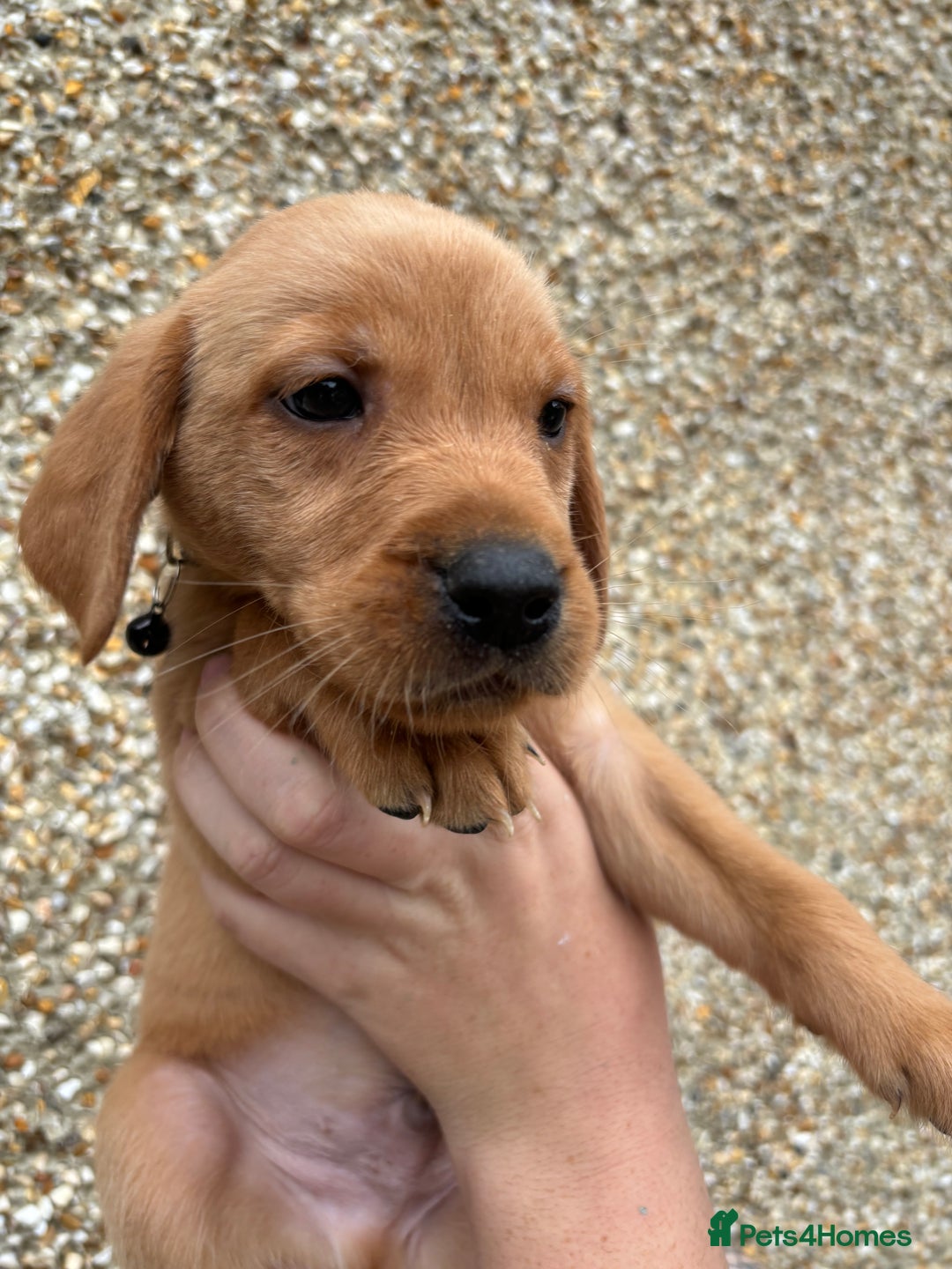Labrador Retriever dogs for sale: Fox Red Labrador Puppies - Image 10