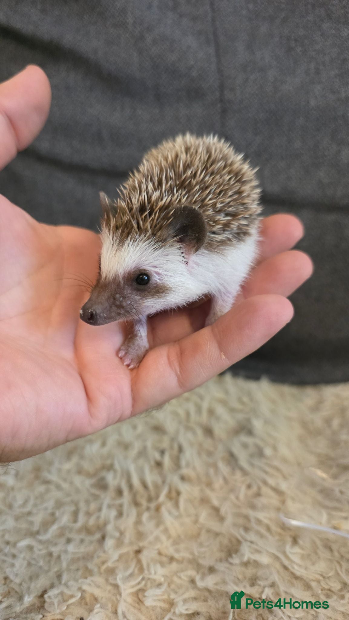 Pygmy Hedgehog rodents Little boy for sale - Advert 1