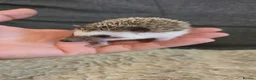 Pygmy Hedgehog rodents for sale: Little boy for sale - Advert 1