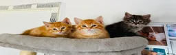 Mixed Breed cats for sale: Ginger Siberian mix kitten in Cottingham - Advert 5
