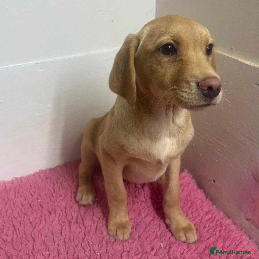 Labrador Retriever dogs for sale: 🧡 Pale Fox Red Yellow Labrador Puppies 💛 - Advert 18