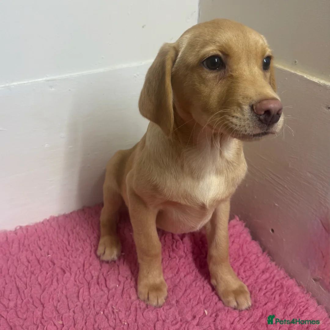 Labrador Retriever dogs for sale: 🧡 Pale Fox Red Yellow Labrador Puppies 💛 - Advert 18