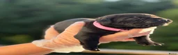 Cane Corso dogs for sale: 🐾 Balestra Magica Corso – Litter “K” 🐾 - Advert 10